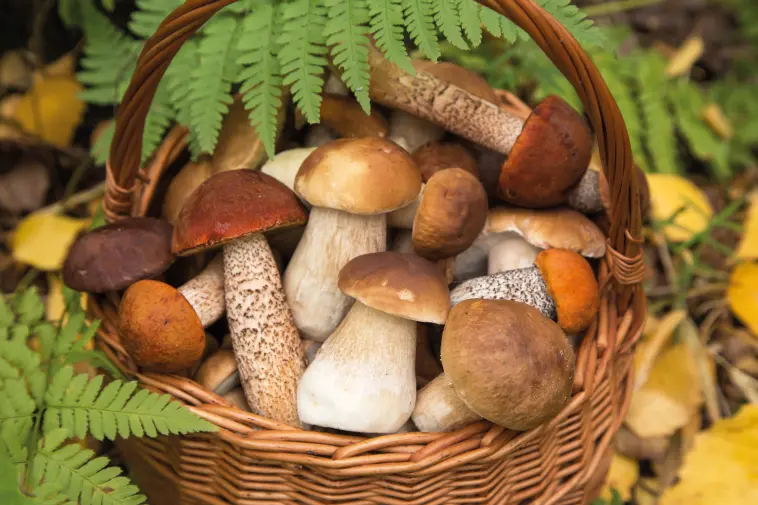 Korb mit verschiedenen frisch gesammelten Pilzen im Wald, umgeben von Farn und Herbstlaub.
