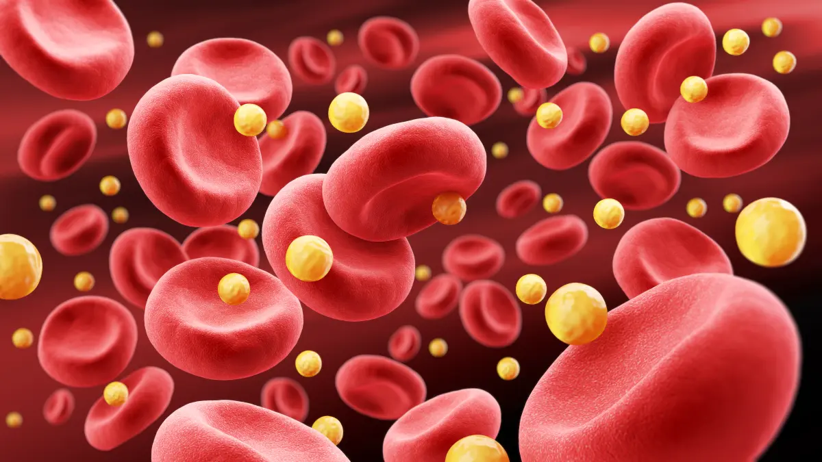 3D-Illustration von roten Blutkörperchen (Erythrozyten) mit LDL-Cholesterin-Partikeln im Blutkreislauf – Darstellung der Lipide im Blut