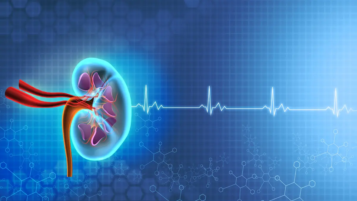 Medizinische 3D-Illustration einer Niere mit Herzrhythmus-Kurve – Symbol für kardiorenale Protektion bei Typ-2-Diabetes